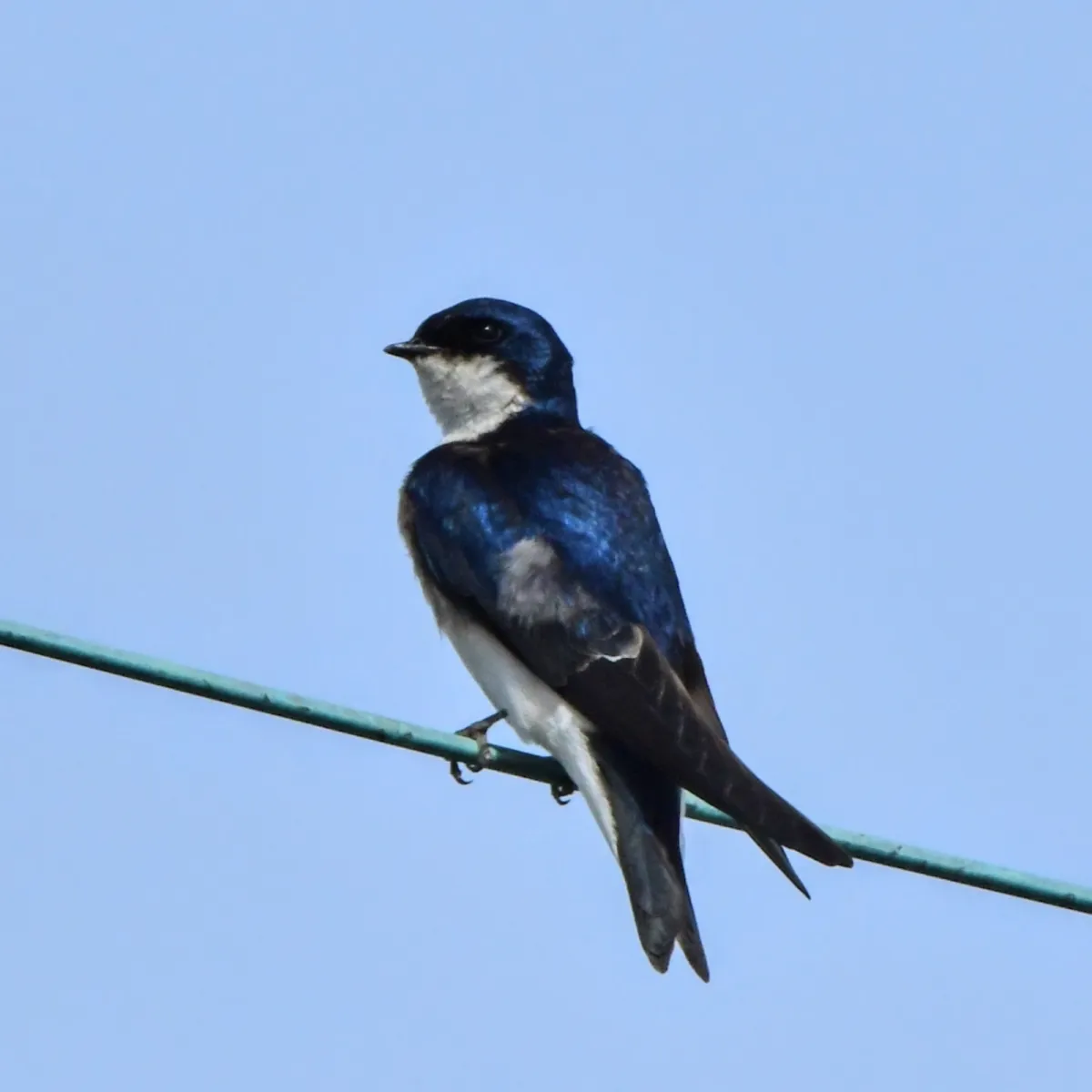 Spotted Chilean Swallow