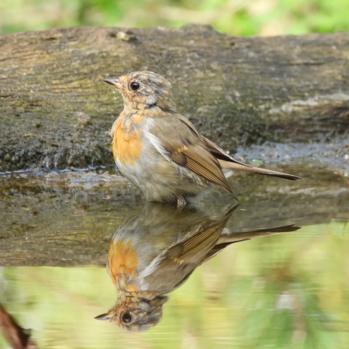 Spotted European Robin
