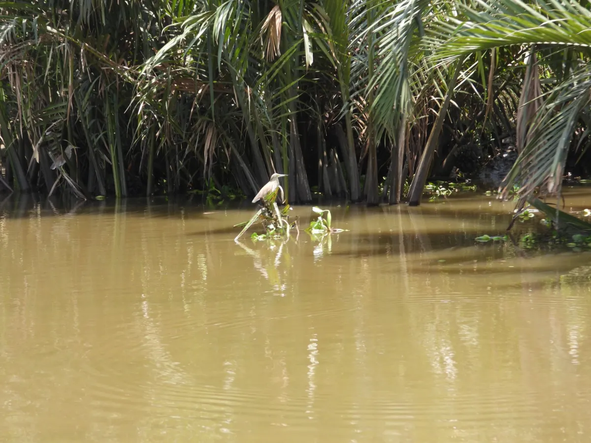 Gespotte Chinese ralreiger