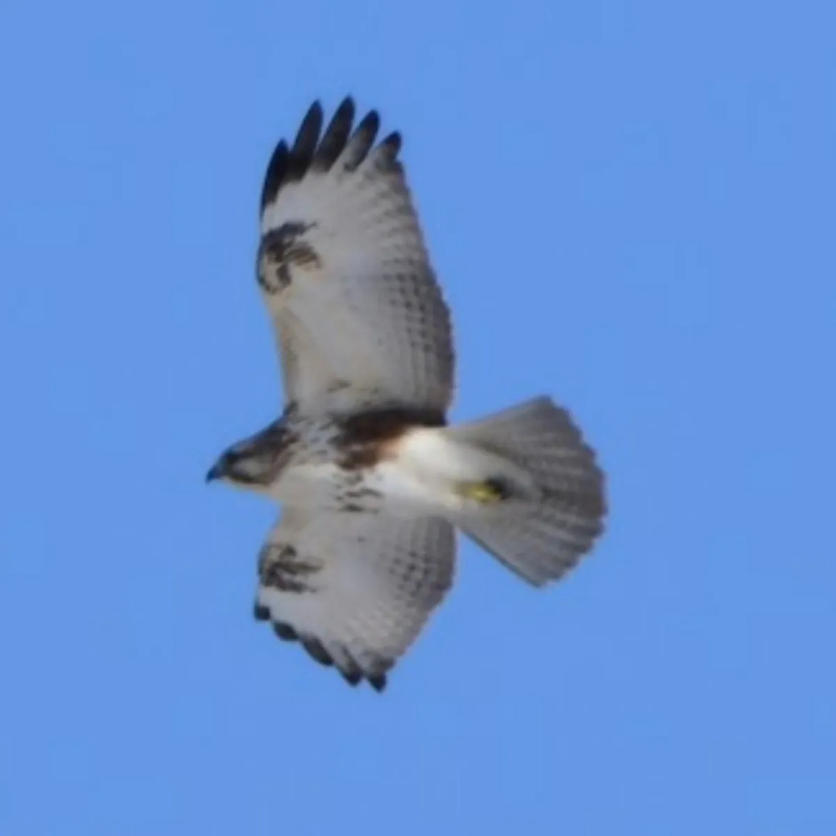 Spotted Eastern Buzzard