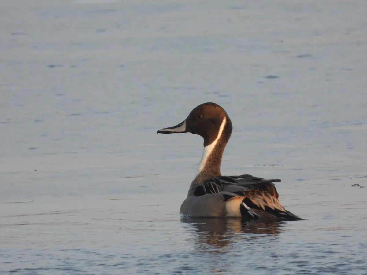 Spotted Northern Pintail
