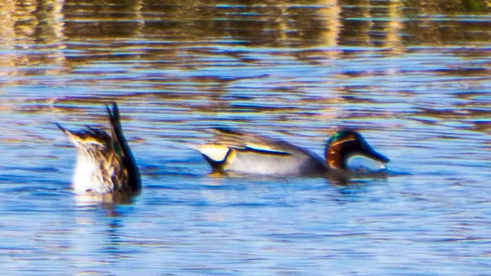 Gespotte Wintertaling