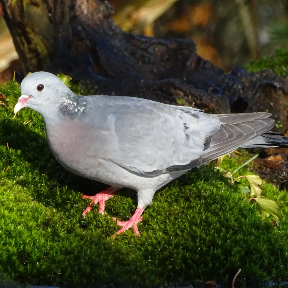 Spotted Stock Dove