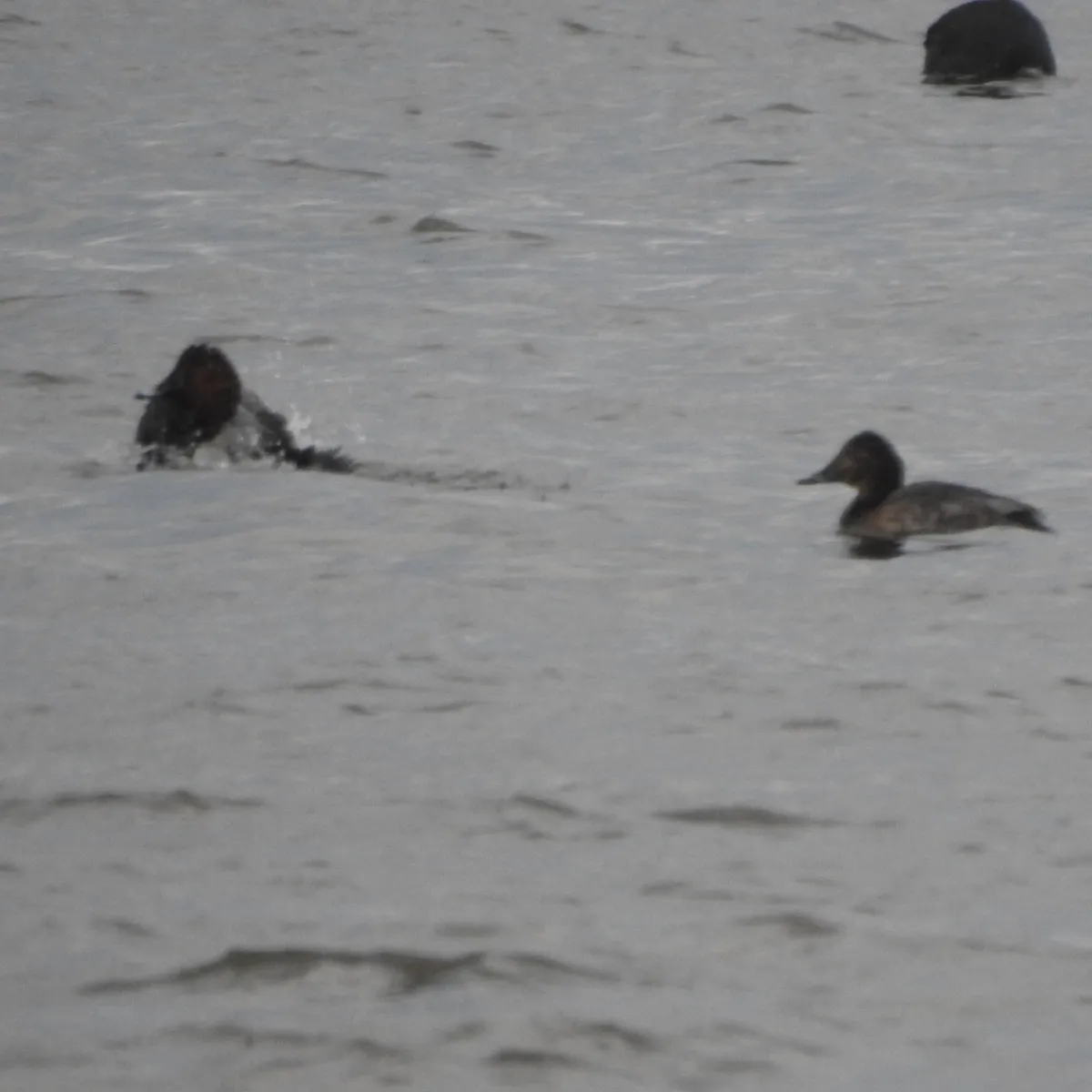 Spotted Common Pochard
