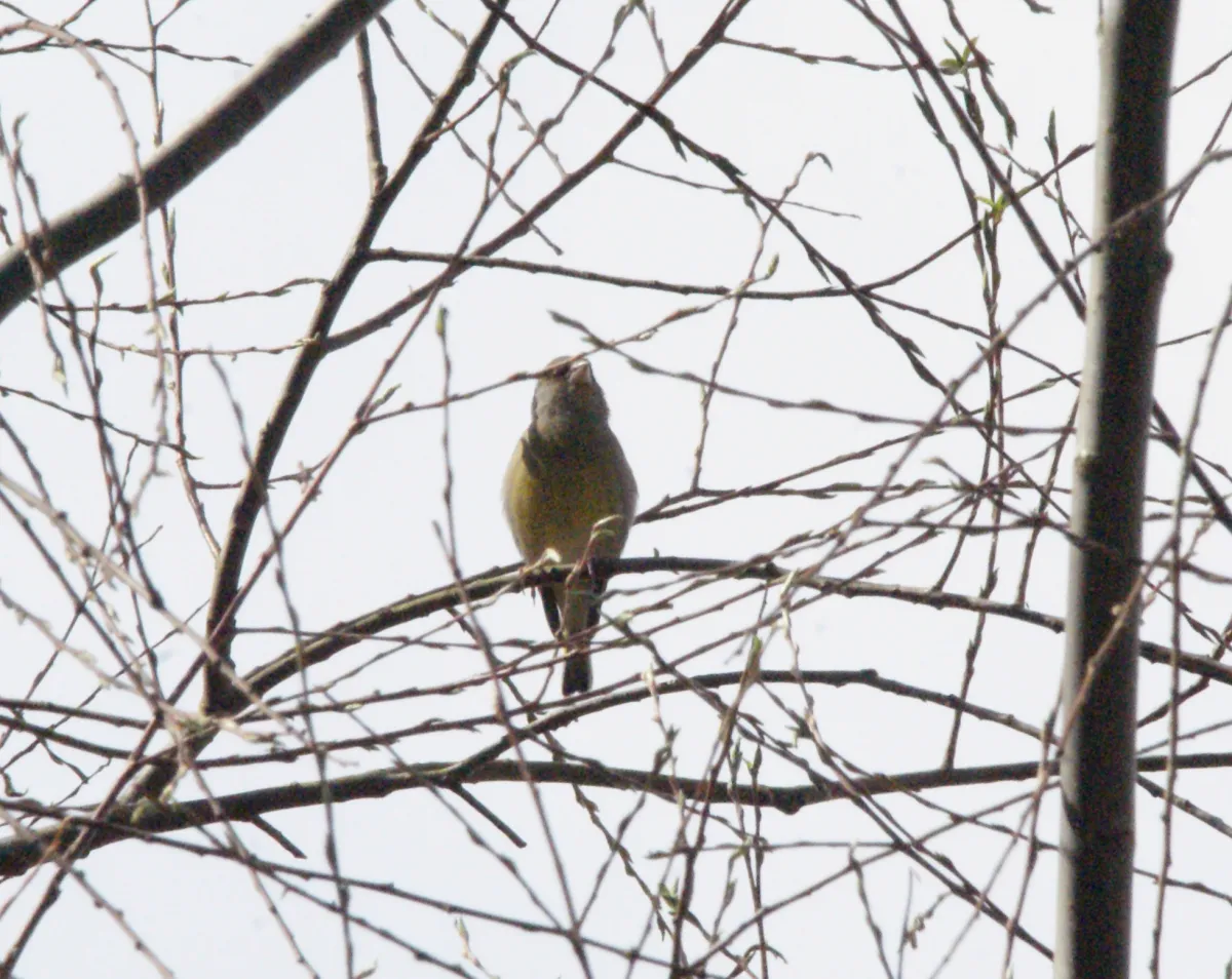 Spotted European Greenfinch