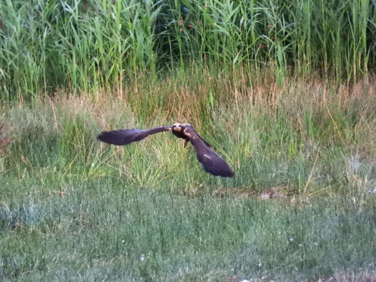 Spotted Western Marsh Harrier