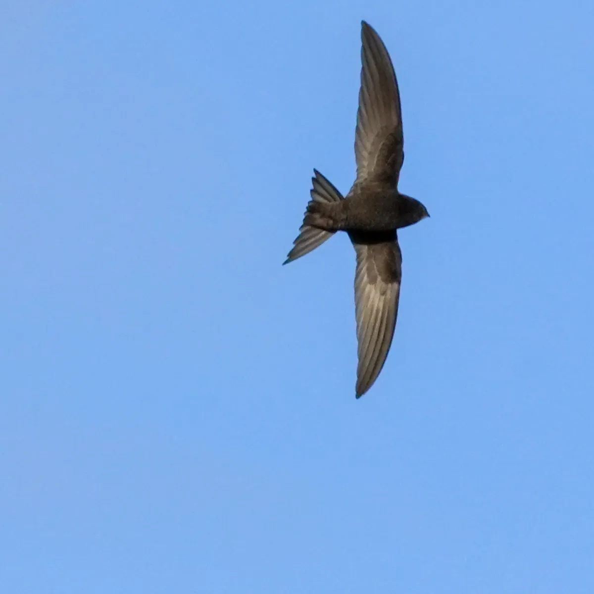 Spotted Common Swift