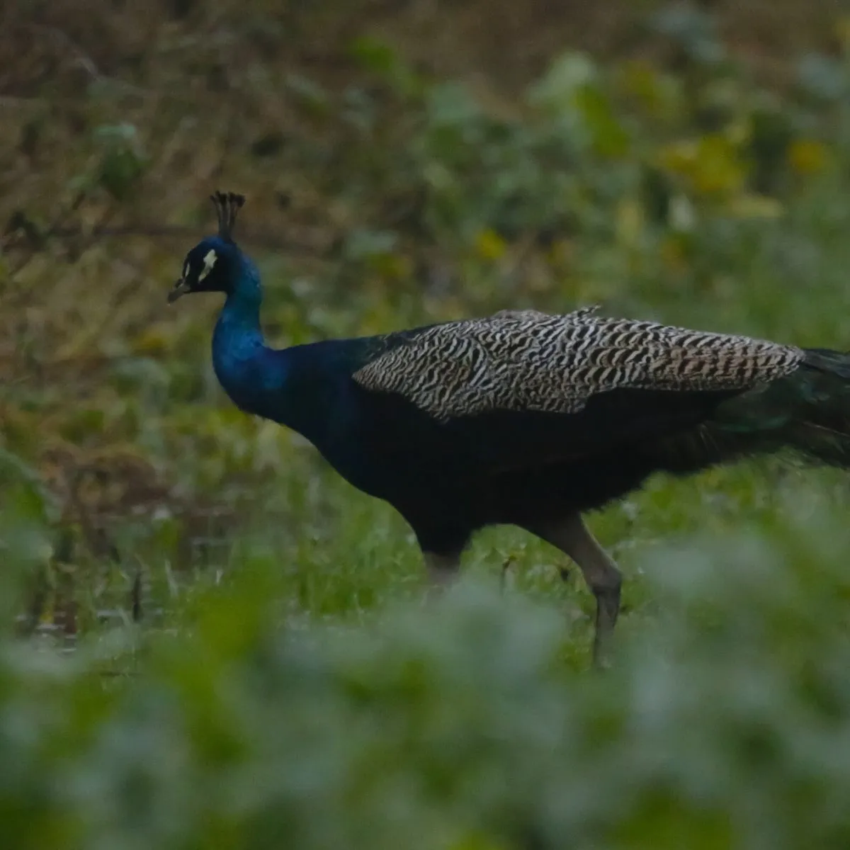 Spotted Indian Peafowl