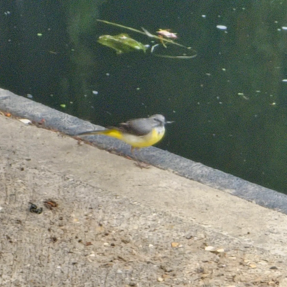 Spotted Gray Wagtail