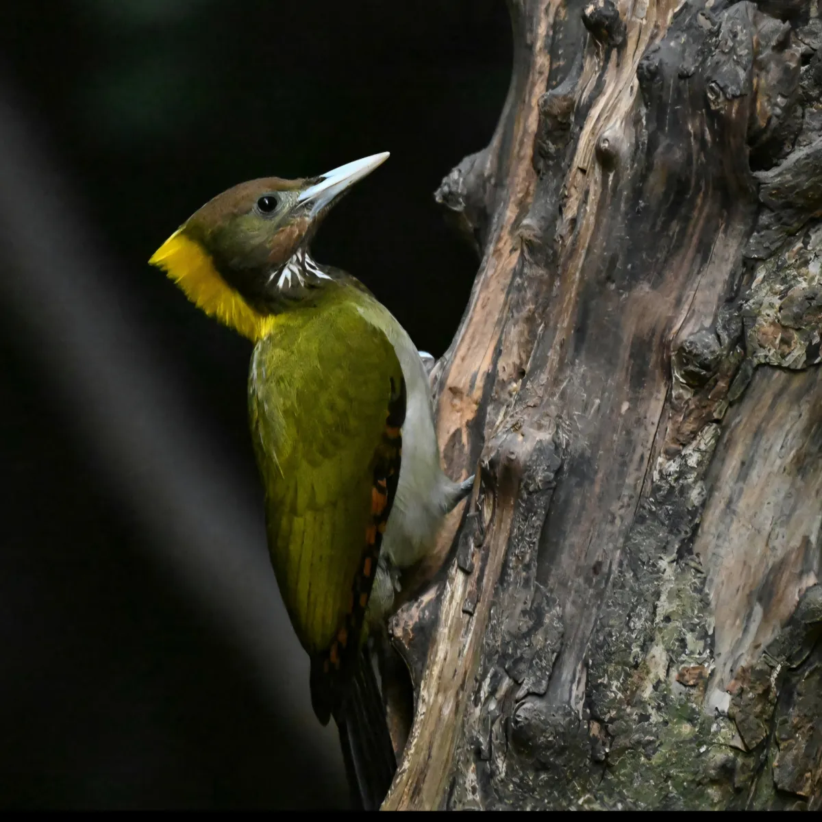 Gespotte Grote geelkuifspecht