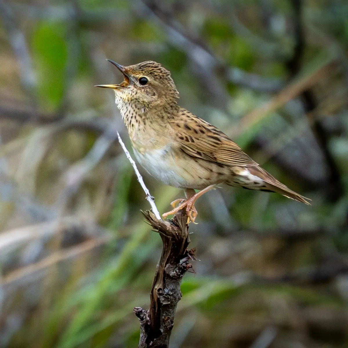 Spotted Common Grasshopper Warbler