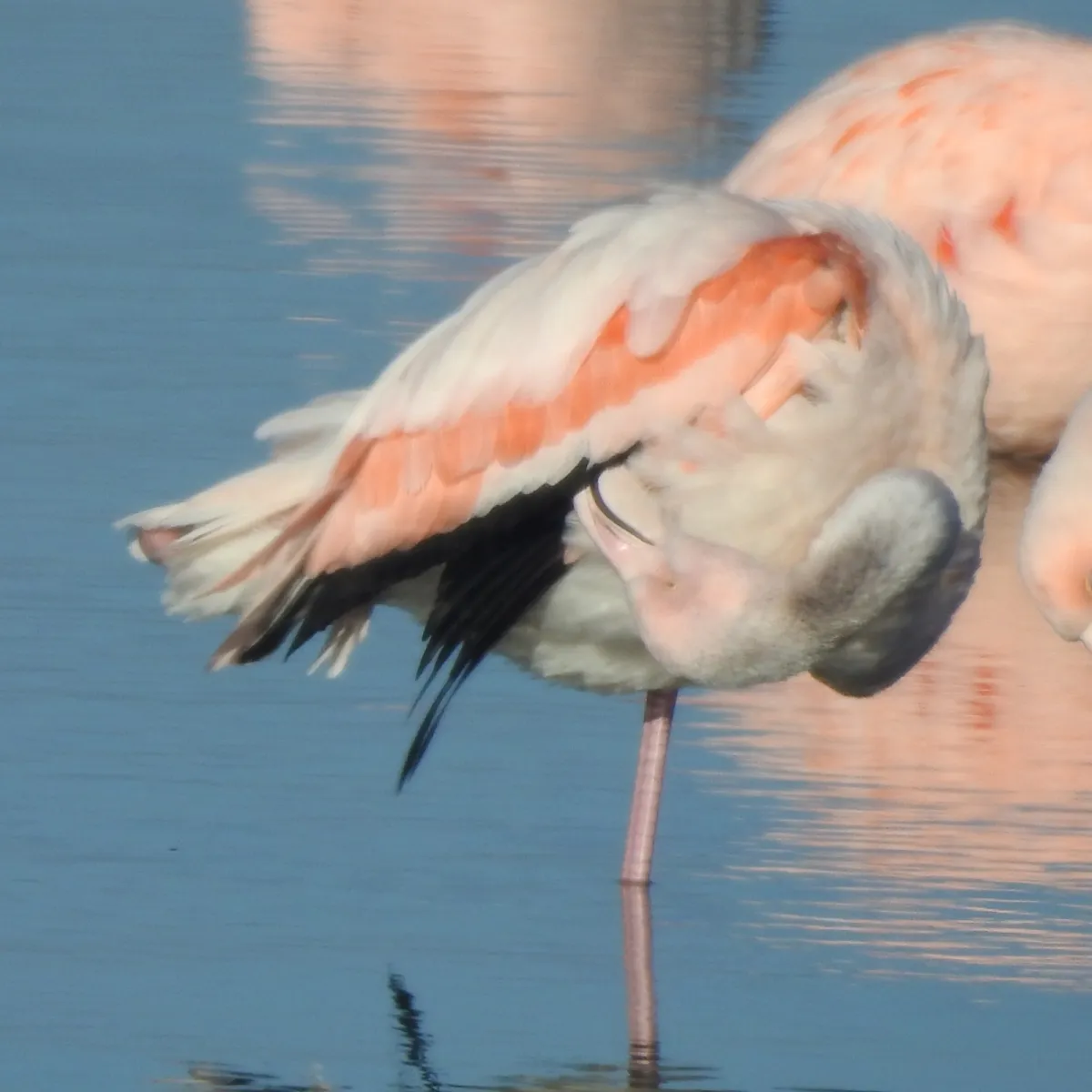 Spotted Greater Flamingo