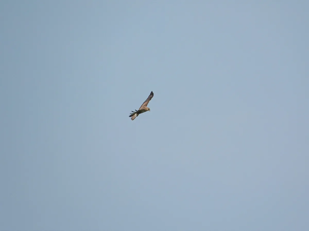 Spotted Common Buzzard