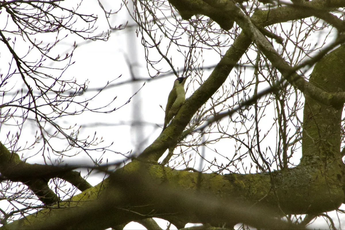 Gespotte Groene specht