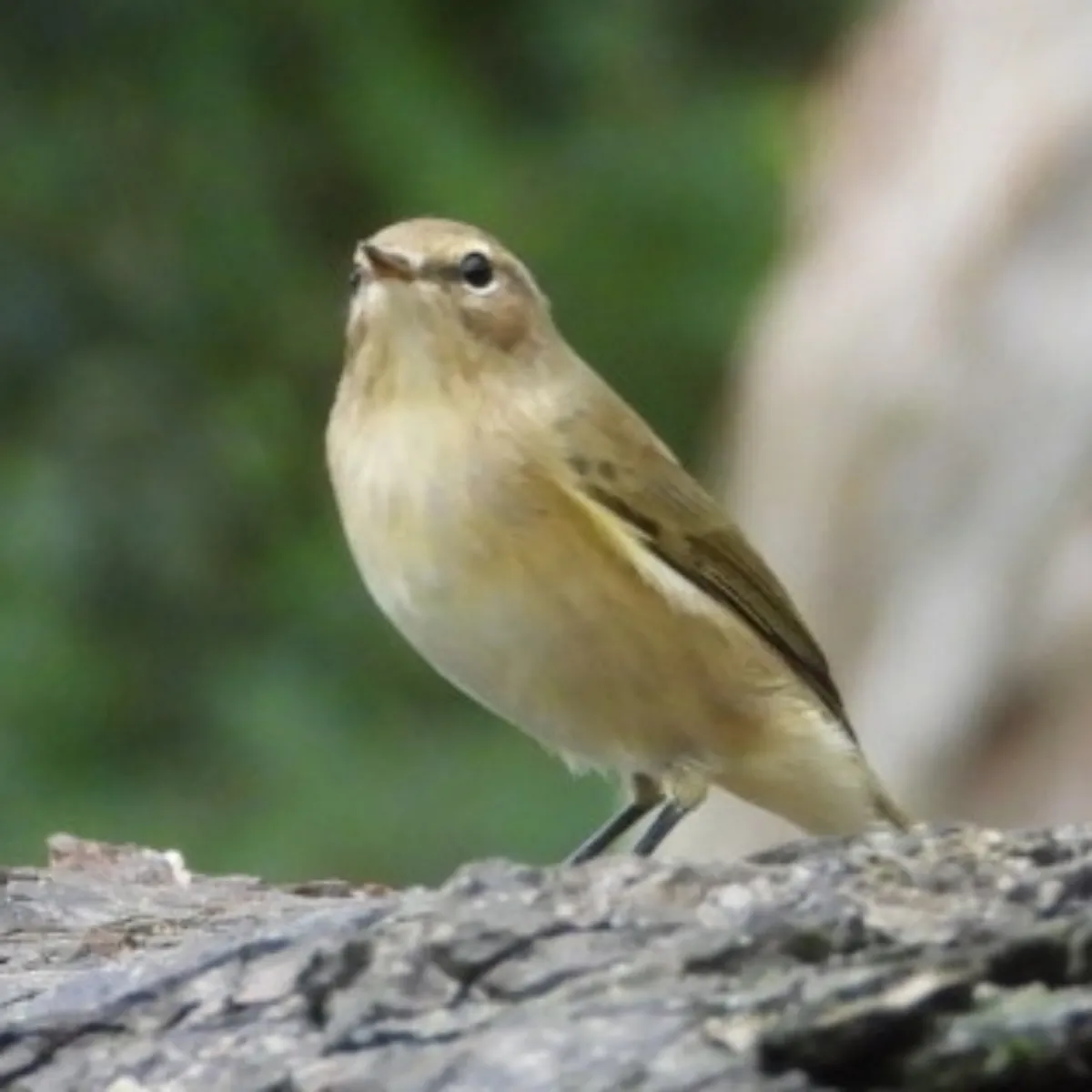 Spotted Common Chiffchaff