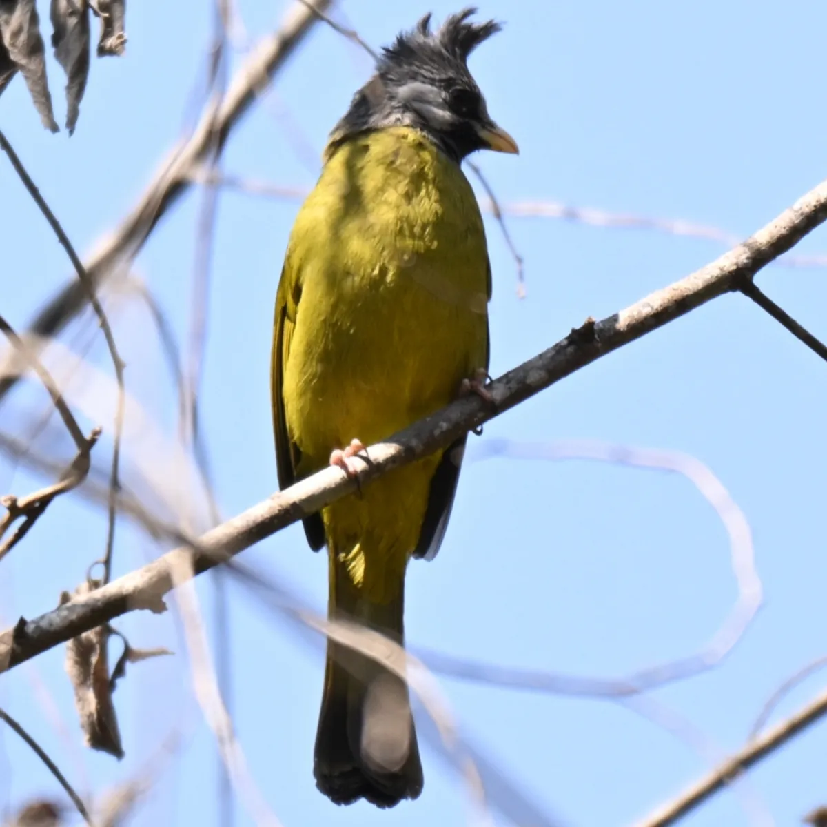 Gespotte Gekuifde vinkbuulbuul