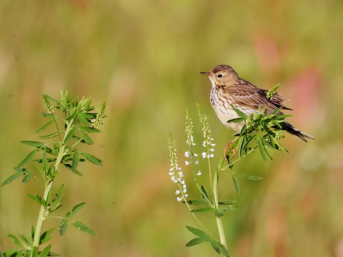 Spotted Meadow Pipit