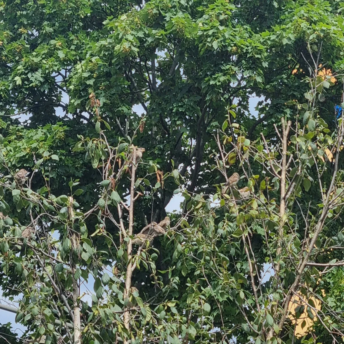 Spotted House Sparrow