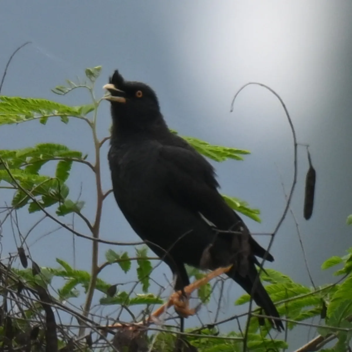 Spotted Crested Myna