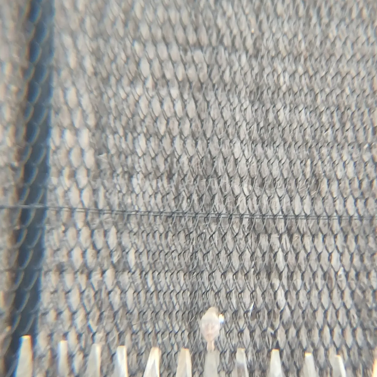 Gespotte Zwarte roodstaart