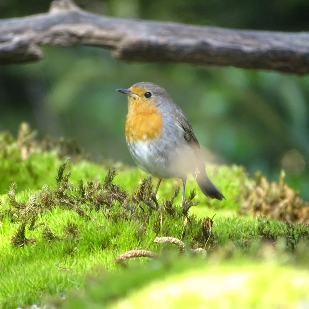 Gespotte Roodborst