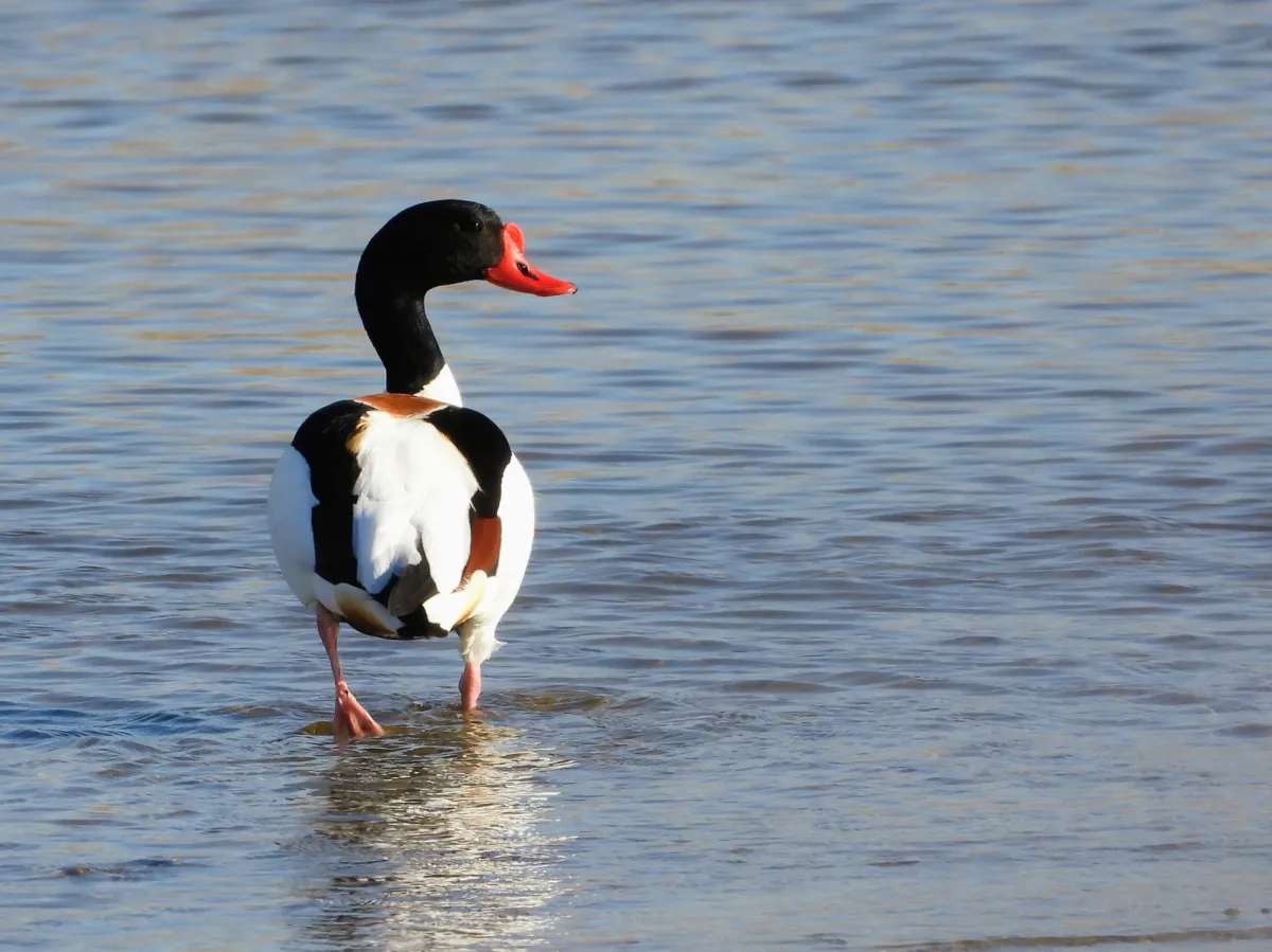 Spotted Common Shelduck