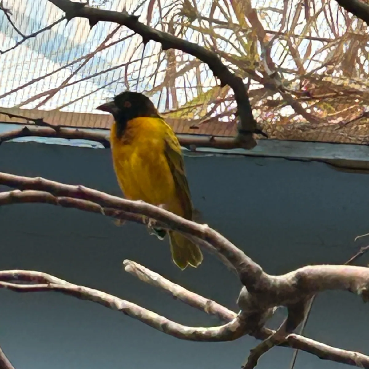 Gespotte Kleine textorwever