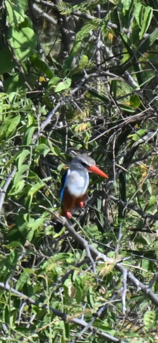 Waargenomen Grijskopijsvogel