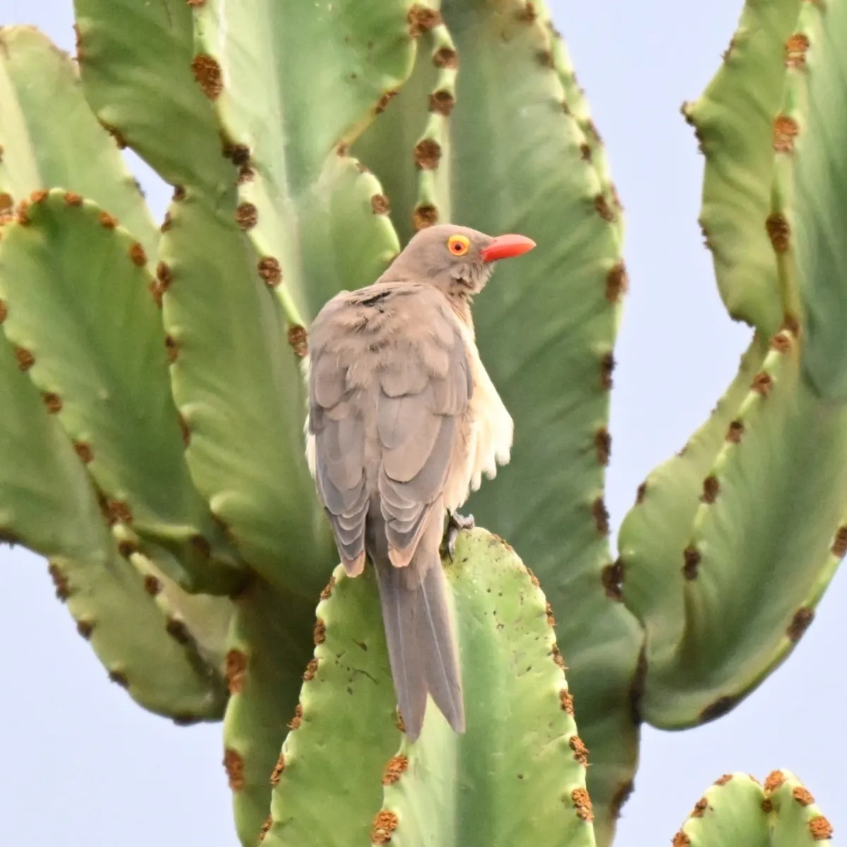 Spotted Red-billed Oxpecker