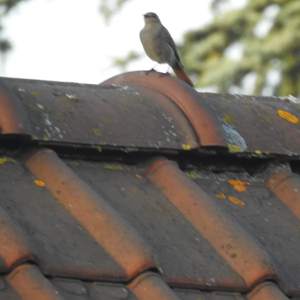 Spotted Black Redstart