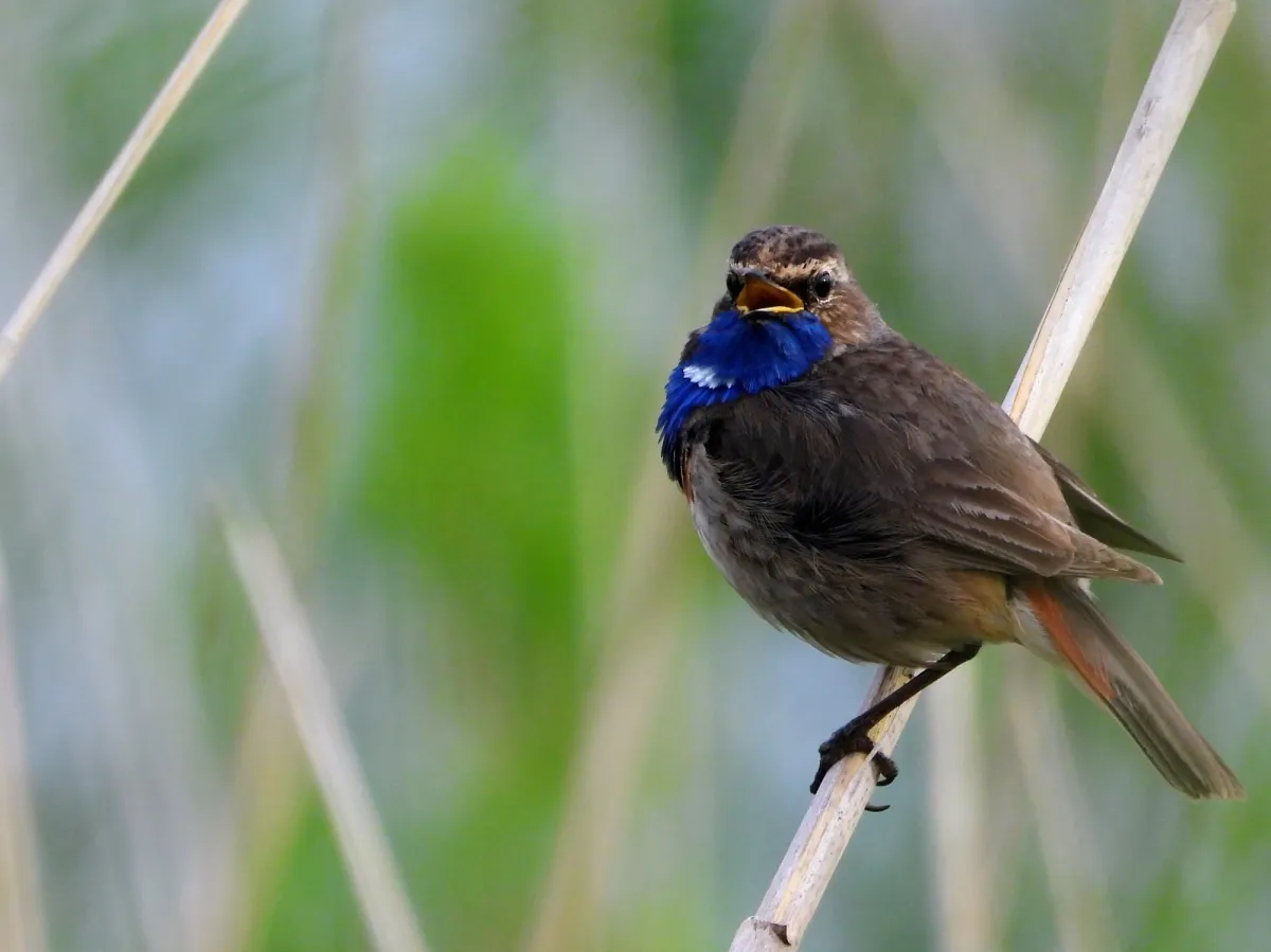 Waargenomen Blauwborst