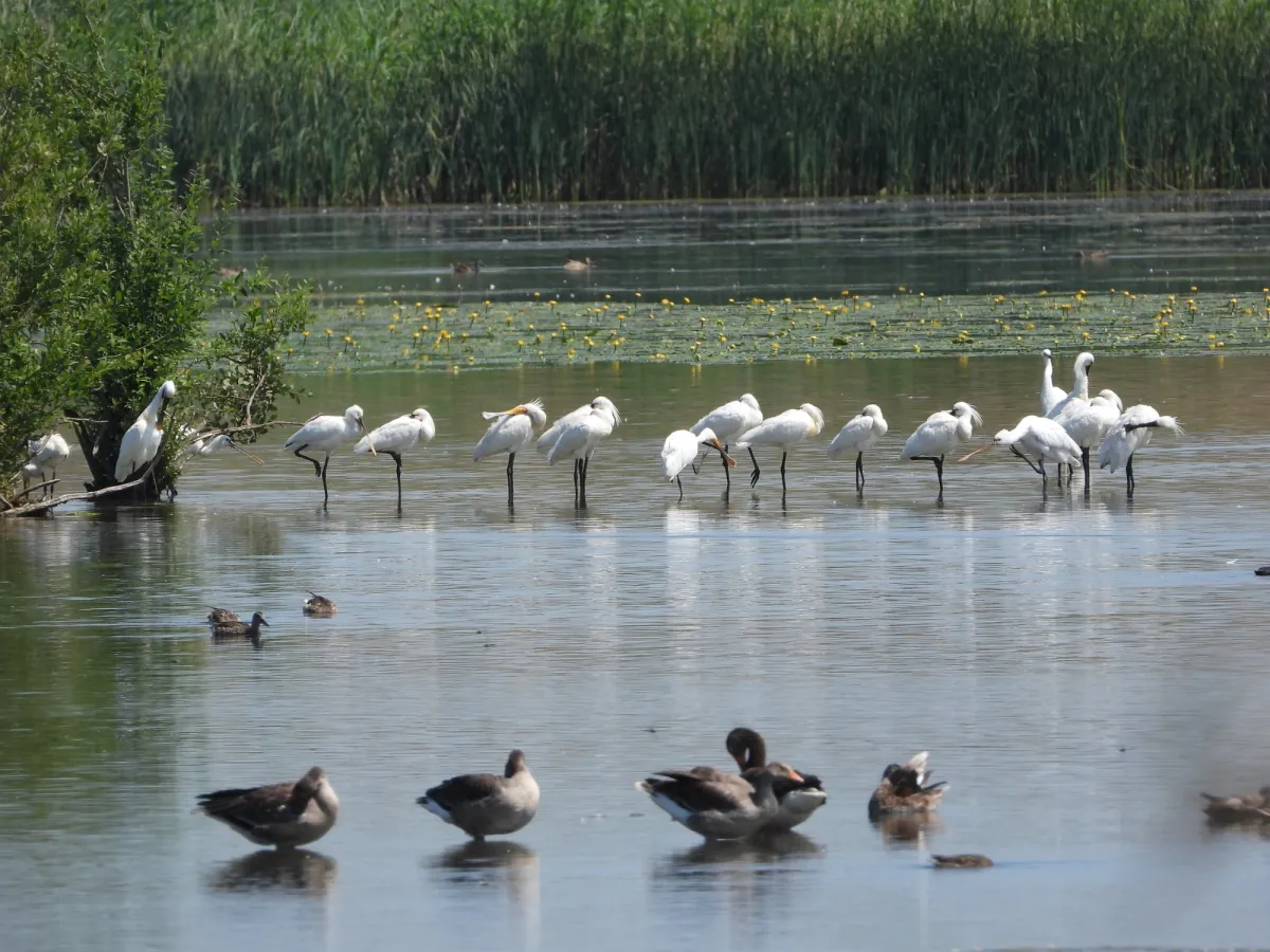 Spotted Eurasian Spoonbill