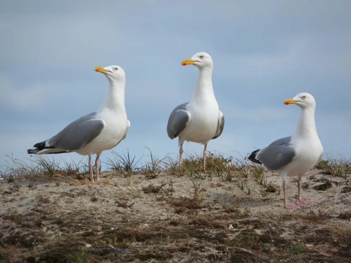 Waargenomen Zilvermeeuw