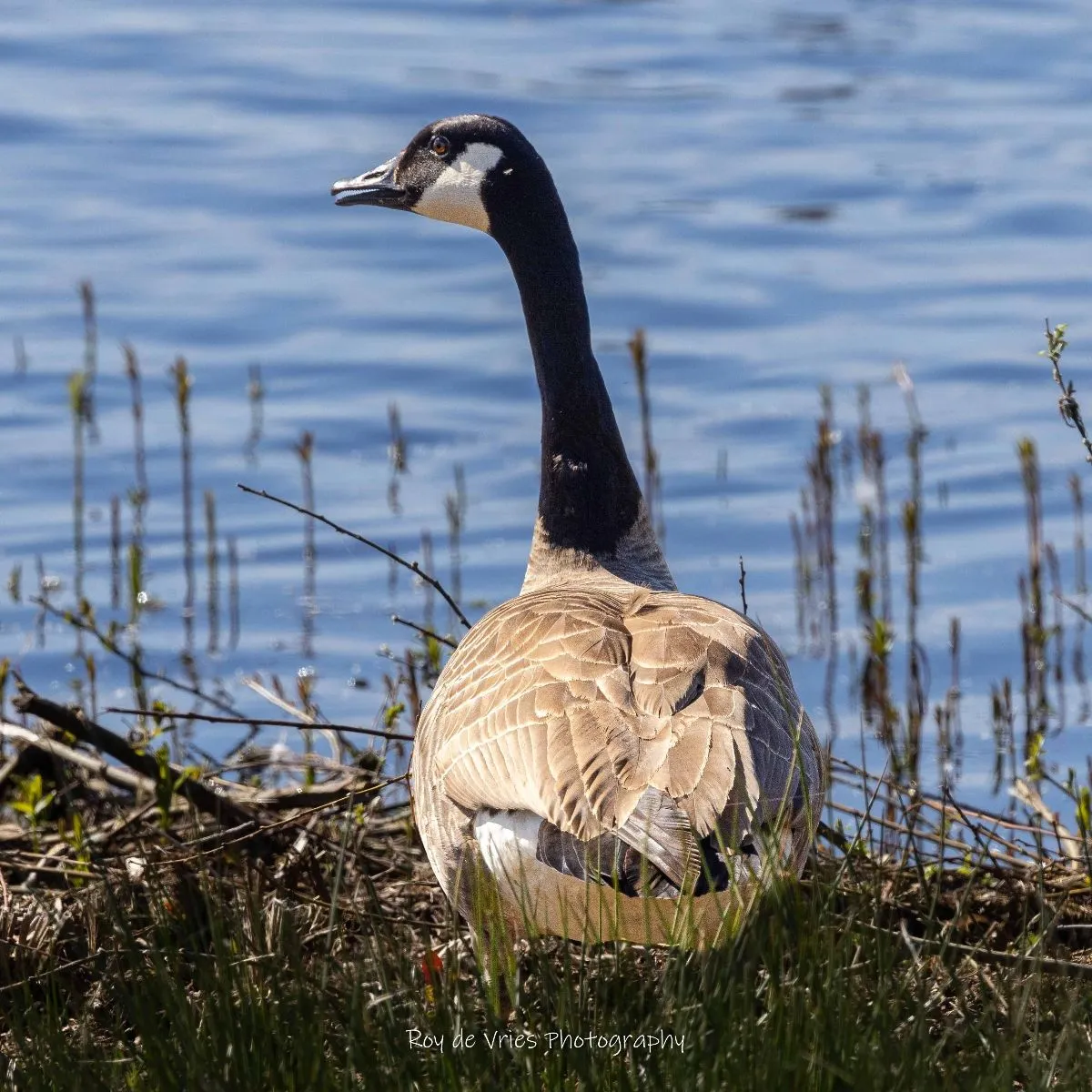 Waargenomen Grote Canadese gans