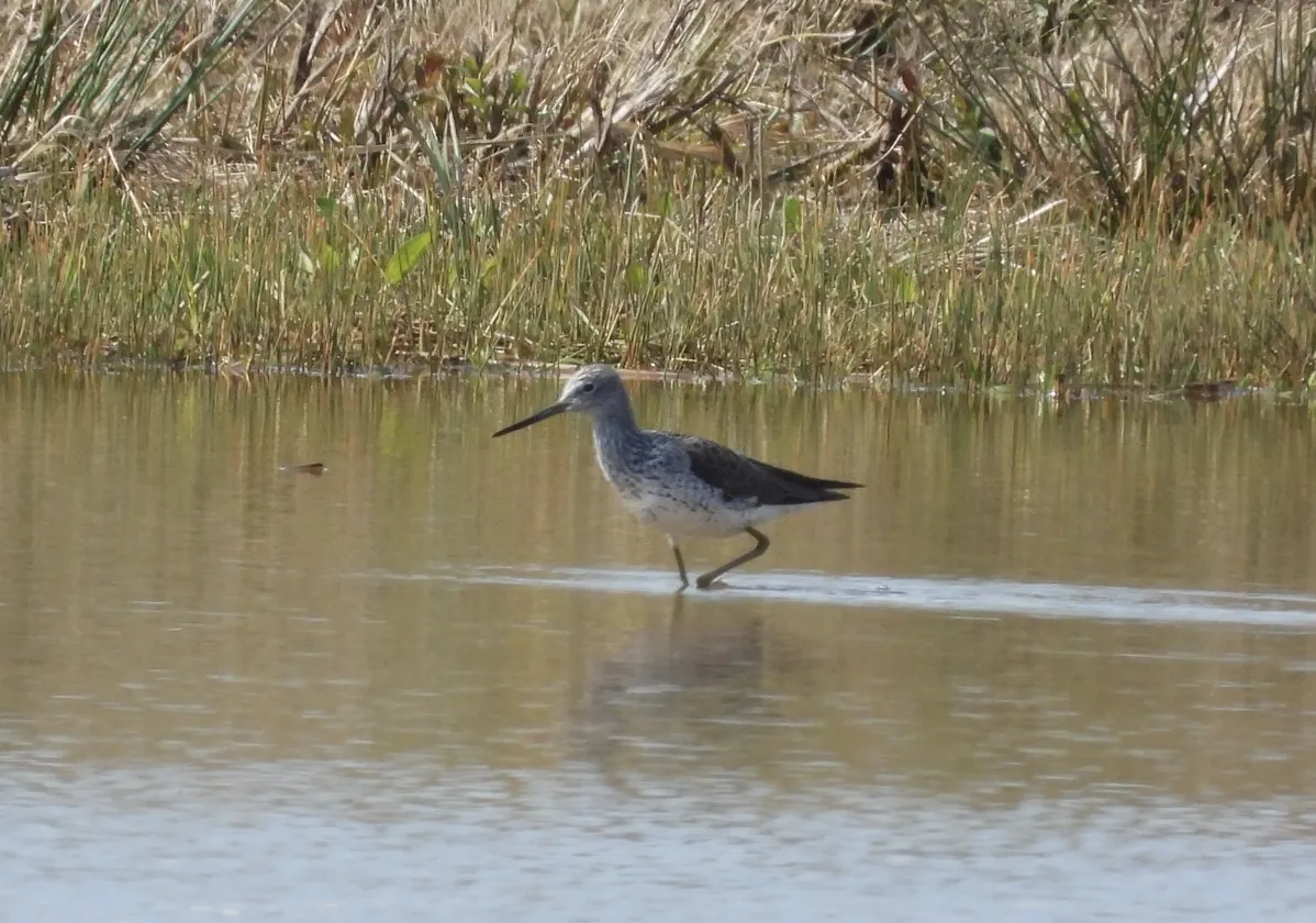 Gespotte Groenpootruiter