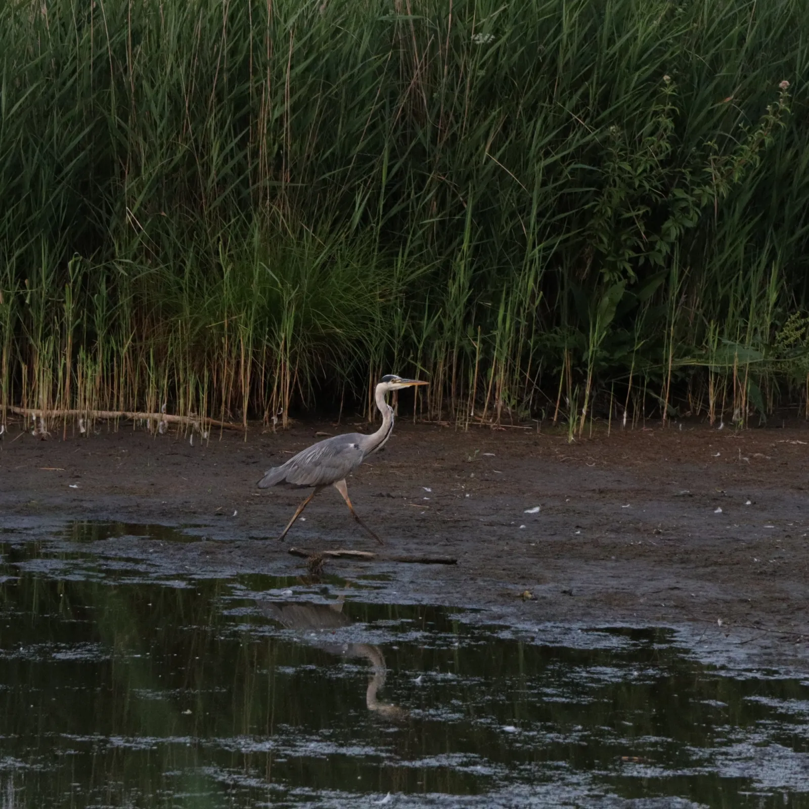 Waargenomen Blauwe reiger