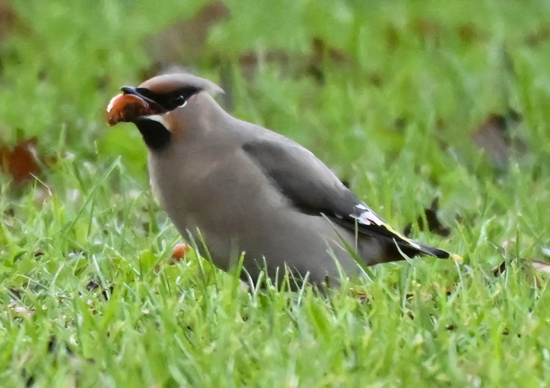 Waargenomen Pestvogel