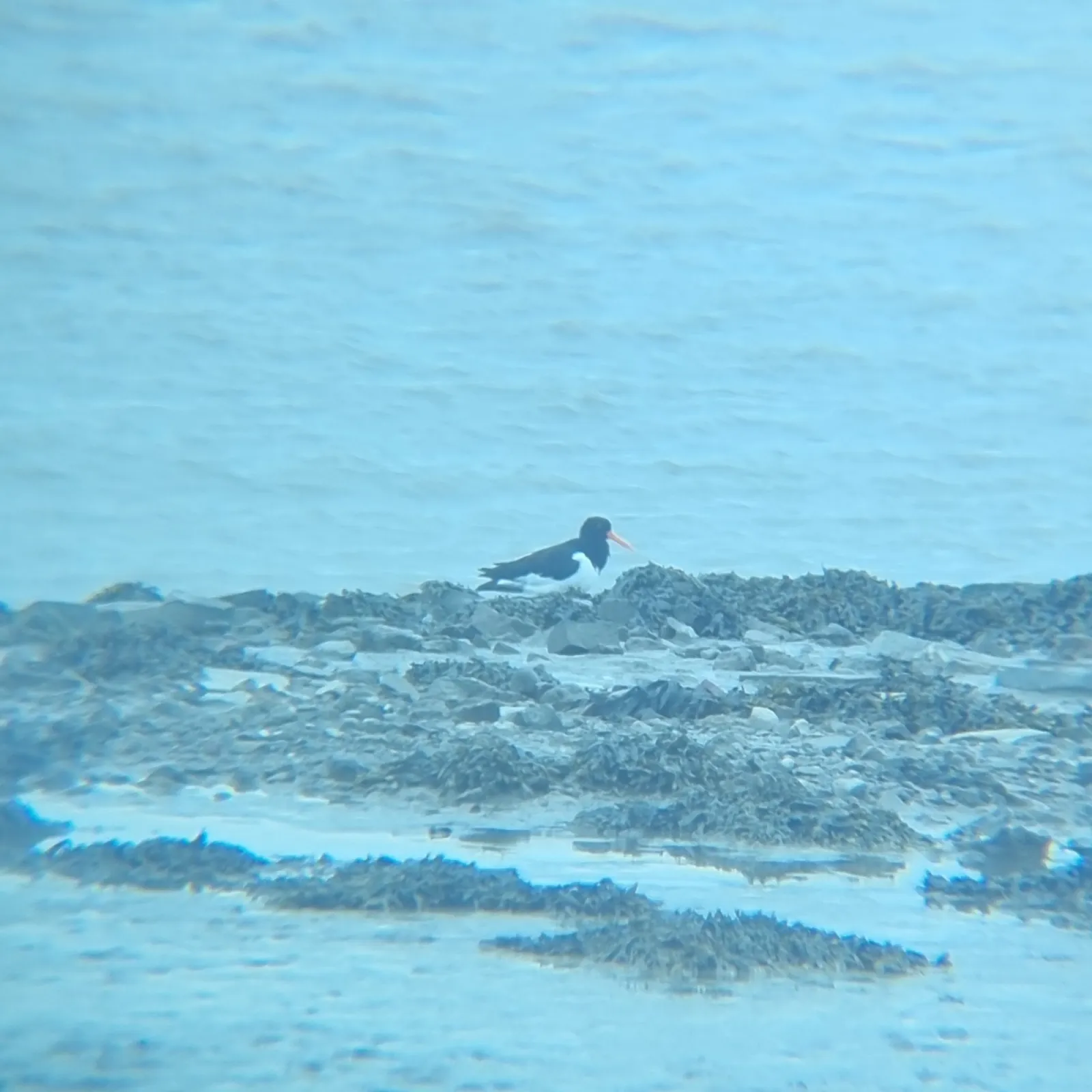 Spotted Eurasian Oystercatcher