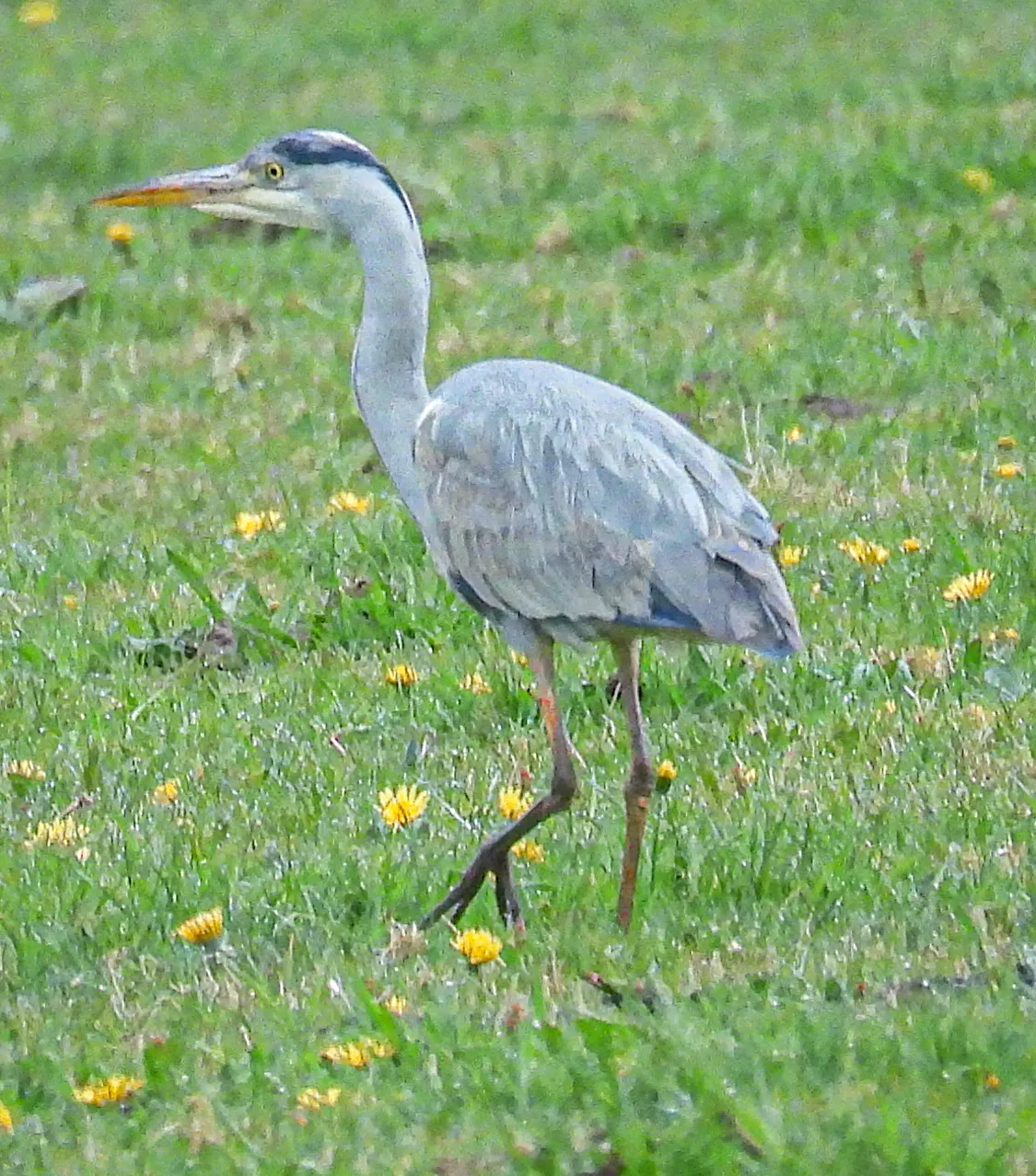 Gespotte Blauwe reiger