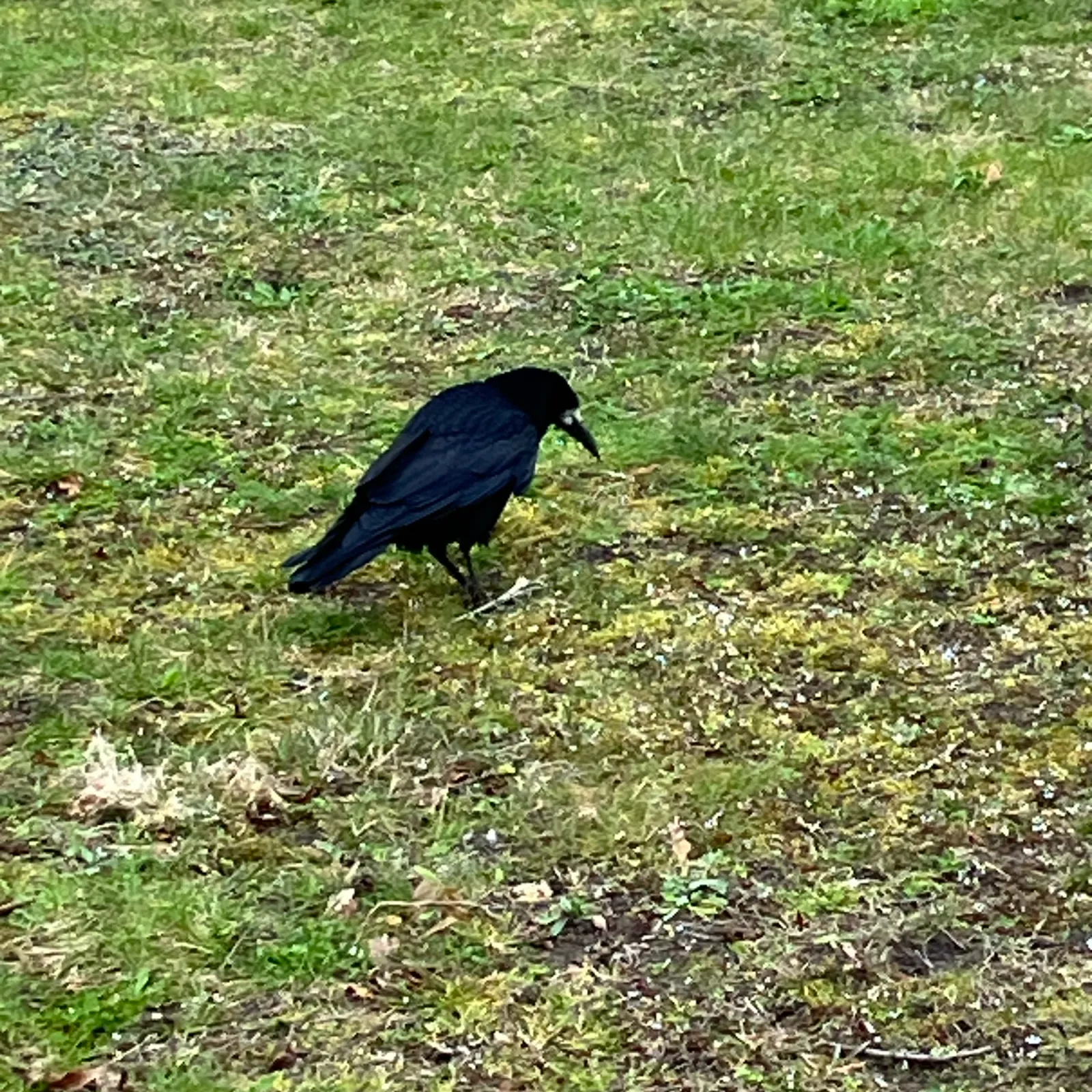 Spotted Rook