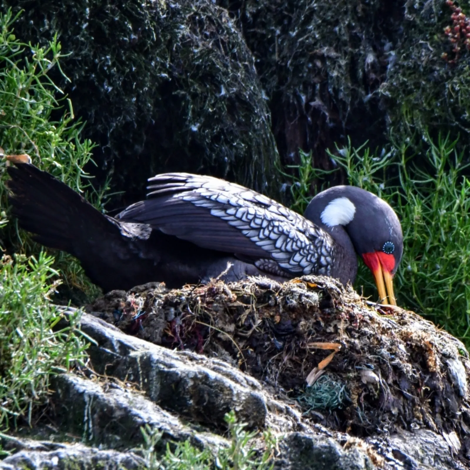 Gespotte Roodpootaalscholver