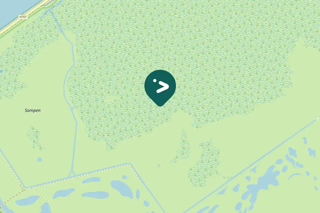 Spotted Black-winged Kite