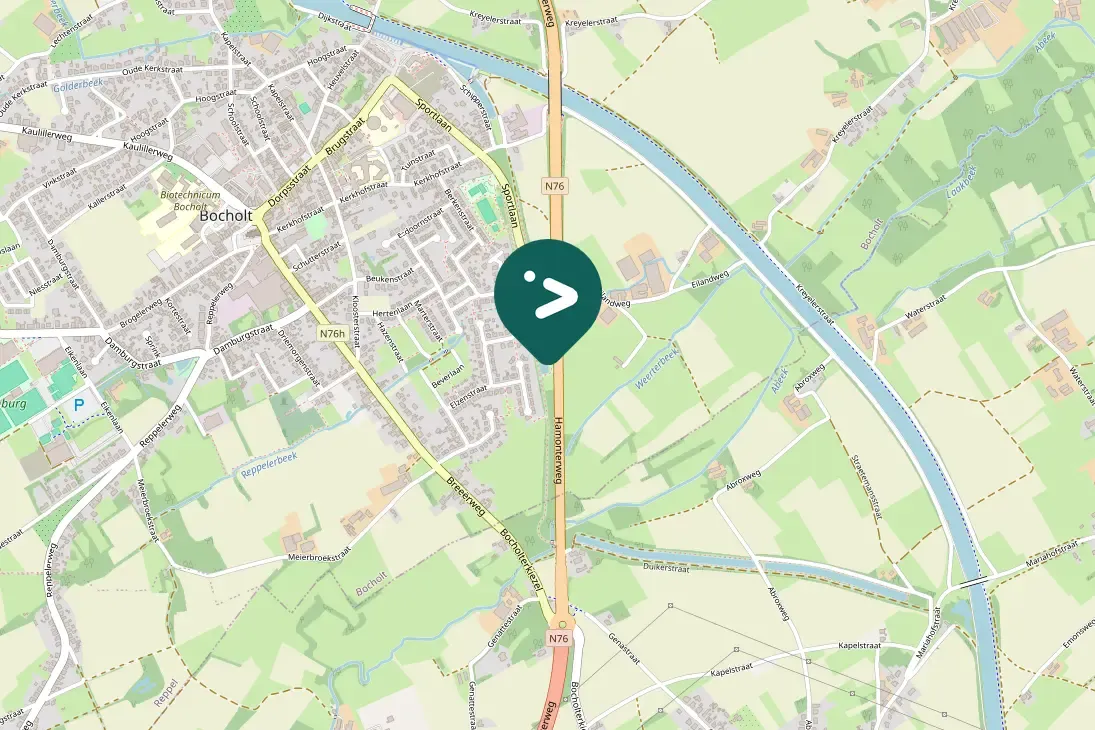 Spotted Whooper Swan