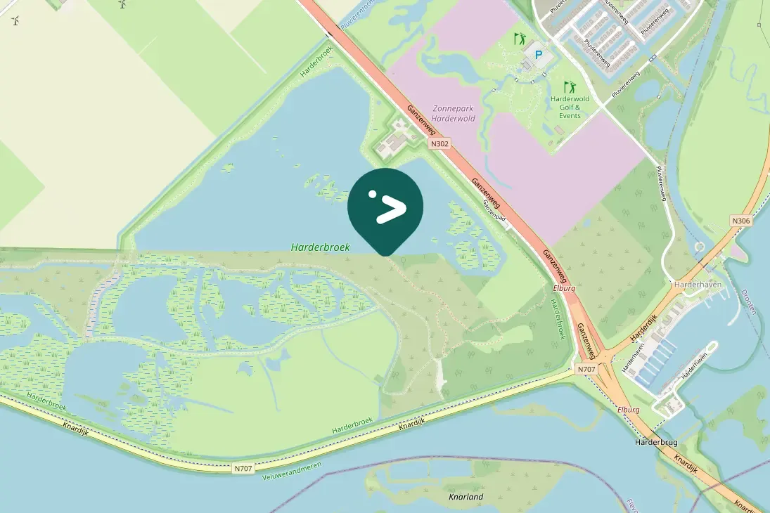 Spotted Lesser Yellowlegs