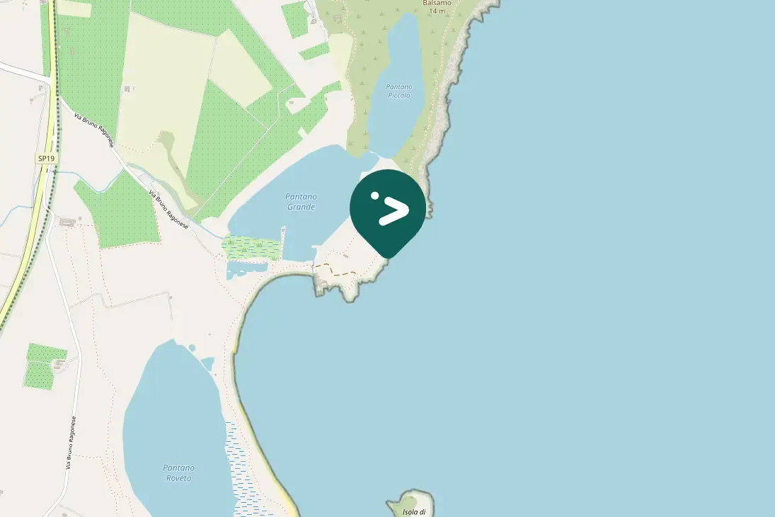 Spotted Yellow-legged Gull