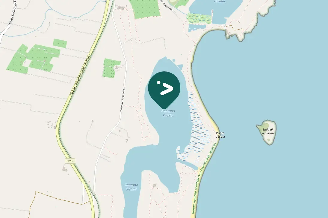 Spotted Greater Flamingo