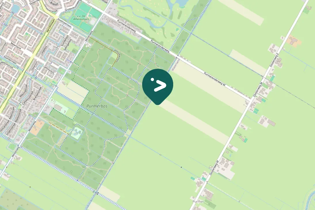 Spotted American Wigeon