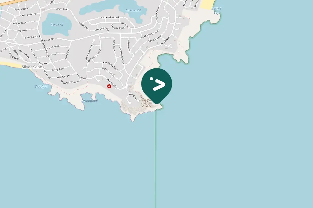 Spotted Cape Cormorant