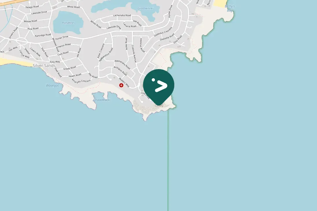 Spotted Gray-hooded Gull