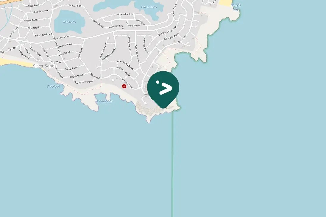 Spotted Hartlaub's Gull